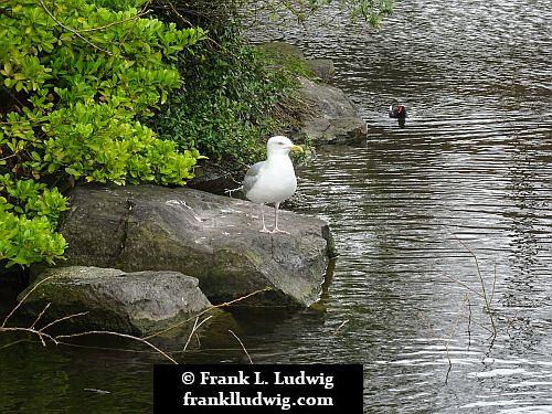 St Stephen's Green